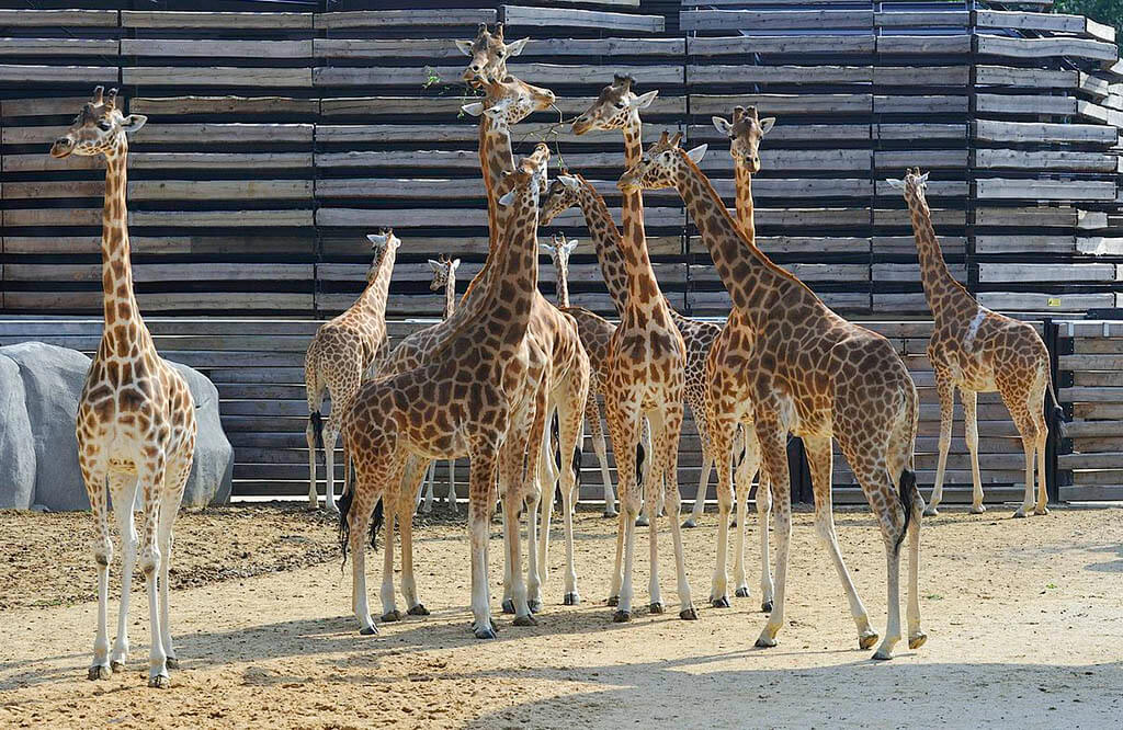 Visitare lo zoo Visitare lo zoo